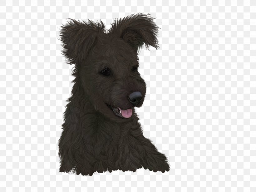 Glen Scottish Terrier Pumi Dog Schnoodle Puppy, PNG, 3000x2250px, Glen, Breed, Carnivoran, Dog, Dog Breed Download Free