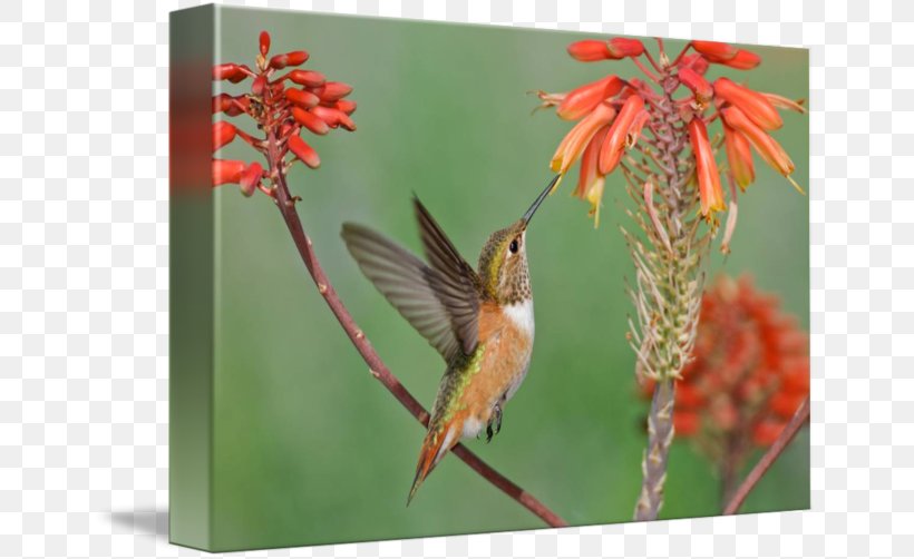 Rufous Hummingbird Ruby-throated Hummingbird Beak, PNG, 650x502px, Hummingbird, Art, Beak, Bird, Canvas Print Download Free