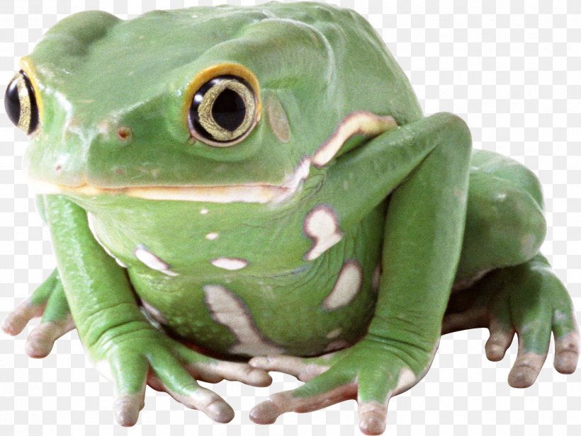 Frog, PNG, 1801x1354px, Frog, Amphibian, Animal, Edible Frog, Grenouille Verte Download Free