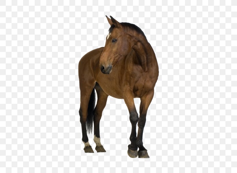 Horse Foal Mare Stock Photography Clip Art, PNG, 600x600px, Horse, Animal Figure, Bridle, Colt, Equestrian Download Free