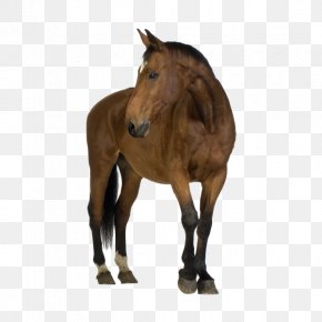 Horse - Horse Foal Mare Stock Photography Clip Art PNG