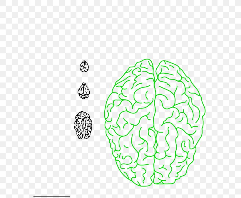 Leaf Brain Human Behavior, PNG, 600x672px, Watercolor, Cartoon, Flower, Frame, Heart Download Free