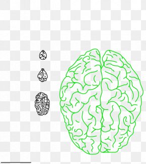 Leaf - Leaf Brain Human Behavior PNG