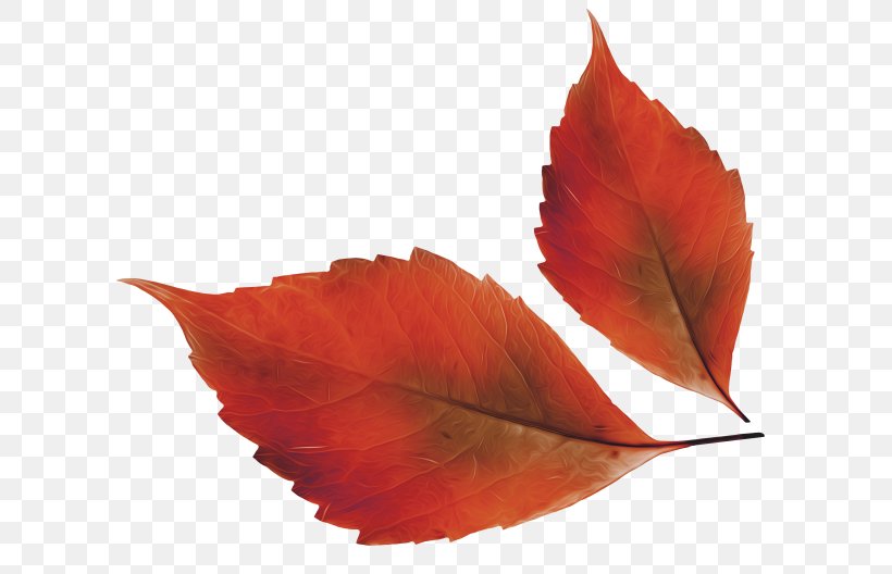 Autumn Leaf Color Clip Art, PNG, 650x528px, Autumn Leaf Color, Autumn, Leaf, Maple, Maple Leaf Download Free