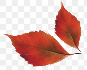 Leaf - Autumn Leaf Color Clip Art PNG