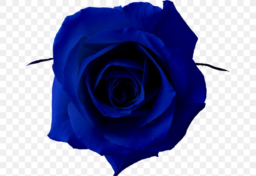 Blue Rose Clip Art, PNG, 650x565px, Blue Rose, Art, Blue, Blue Flower, Cobalt Blue Download Free