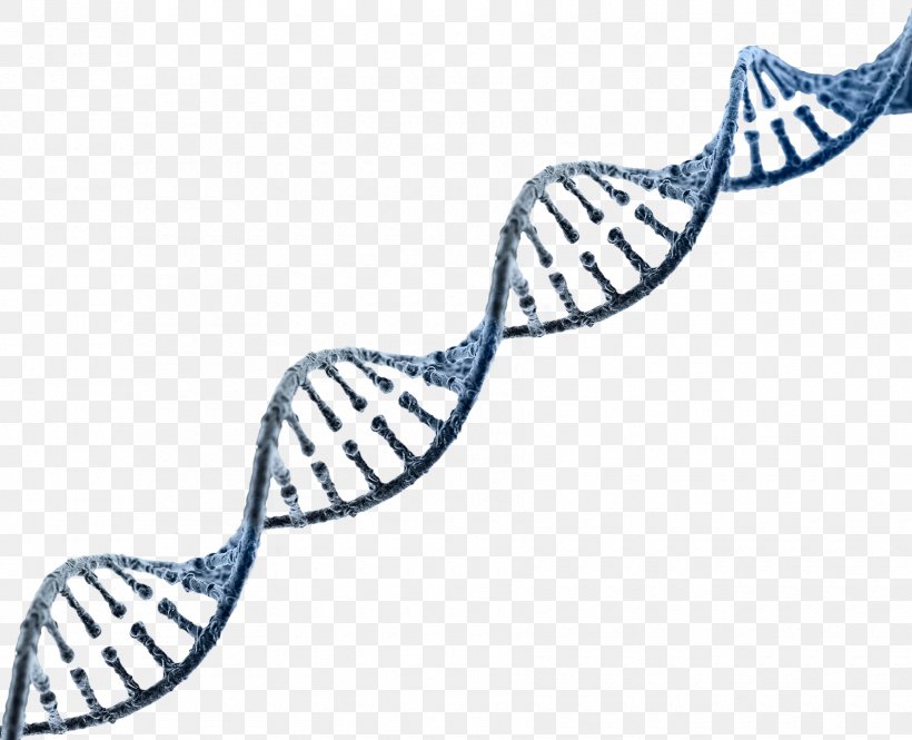 DNA Nucleic Acid Double Helix Genetics RNA Genome, PNG, 1780x1444px, Dna, Dna Replication, Dna Sequencing, Gene, Genetically Modified Organism Download Free