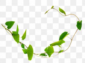 Plants - Field Bindweed Liana Vine Plants Thorns, Spines, And Prickles PNG