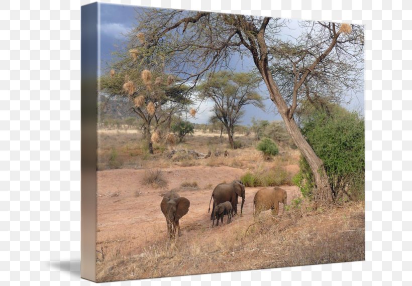 African Elephant Wattles Work Of Art Painting, PNG, 650x570px, African Elephant, Art, Artist, Cattle, Cattle Like Mammal Download Free