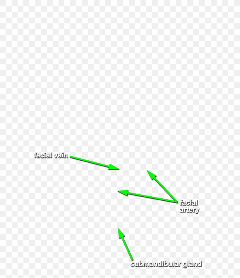 Line Point Angle Brand, PNG, 631x950px, Point, Area, Brand, Diagram, Grass Download Free