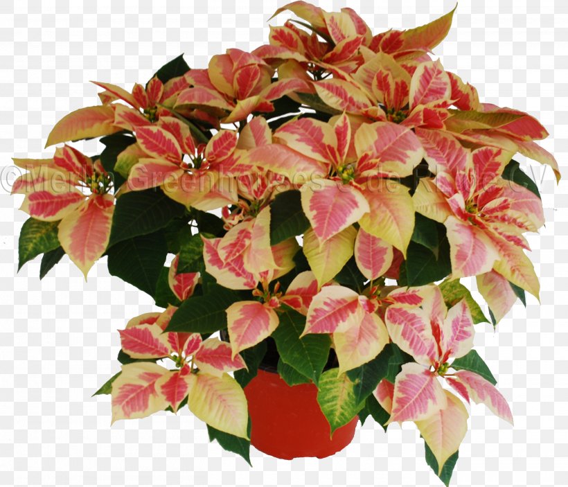 Flowerpot Red Blotches Houseplant Poinsettia, PNG, 2820x2420px, Flower, Annual Plant, Facial Redness, Flowerpot, Houseplant Download Free