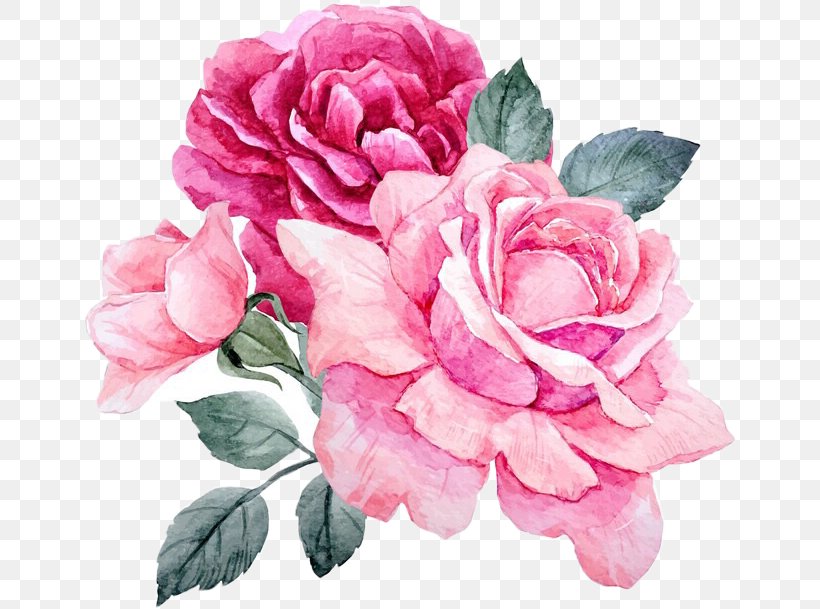 Garden Roses, PNG, 656x609px, Flower, Flowering Plant, Garden Roses, Hybrid Tea Rose, Petal Download Free