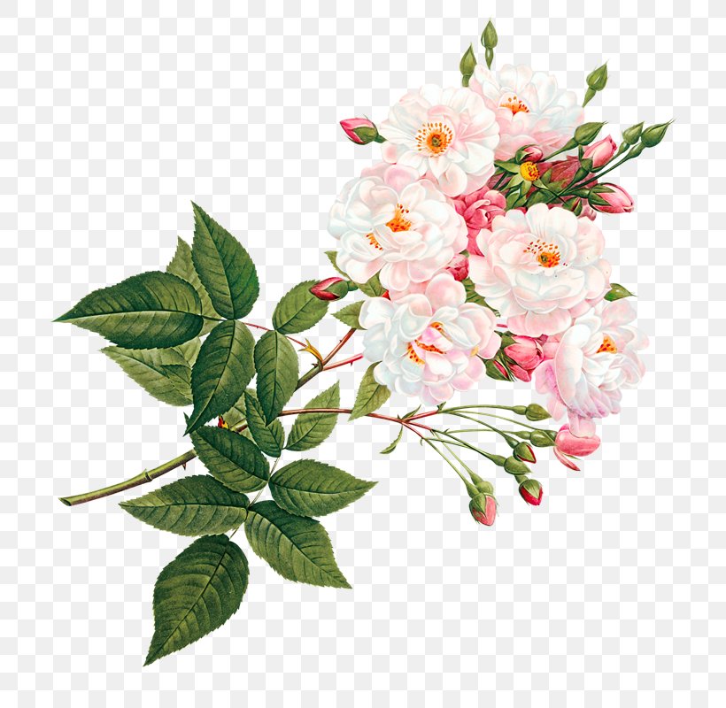 Pink And White Flowers, PNG, 800x800px, White, Blossom, Branch, Cut Flowers, Floral Design Download Free