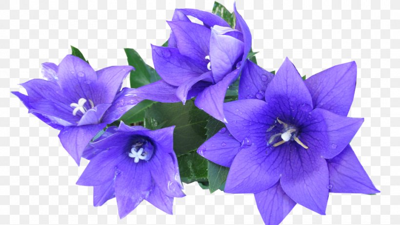 Clip Art Image Photograph Download, PNG, 960x540px, Photography, Bellflower, Bellflower Family, Blue, Cut Flowers Download Free
