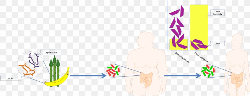 Bacteroidetes Firmicutes Nutrient Inulin Prebiotic, PNG, 4286x1656px, Bacteroidetes, Bacteria, Brand, Diagram, Digestion Download Free