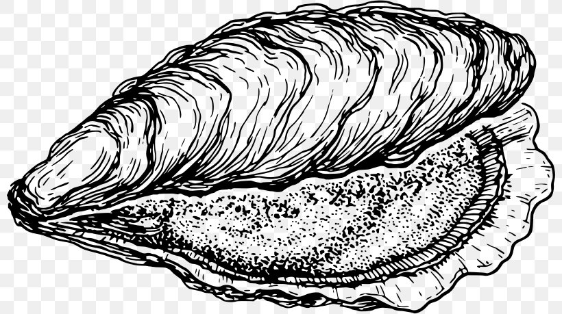 Cockle Oyster Clam Fish Seashell, PNG, 800x459px, Cockle, Artwork, Black And White, Clam, Clams Oysters Mussels And Scallops Download Free