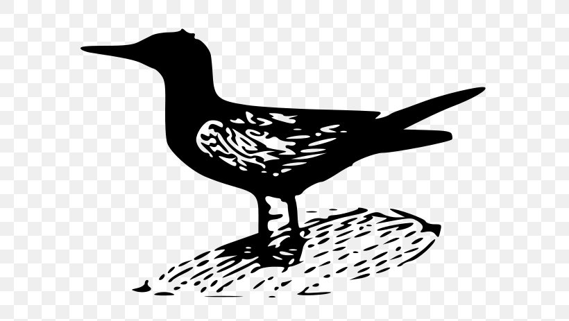 Common Tern Clip Art, PNG, 800x463px, Common Tern, Arctic Tern, Beak, Bird, Black And White Download Free