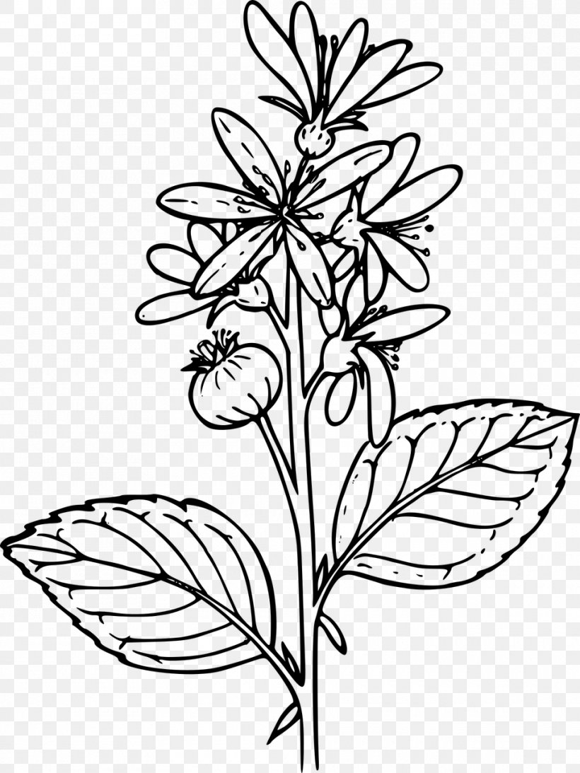 Drawing Wildflower Plant Clip Art, PNG, 960x1280px, Drawing, Artwork, Black And White, Botanical Illustration, Branch Download Free
