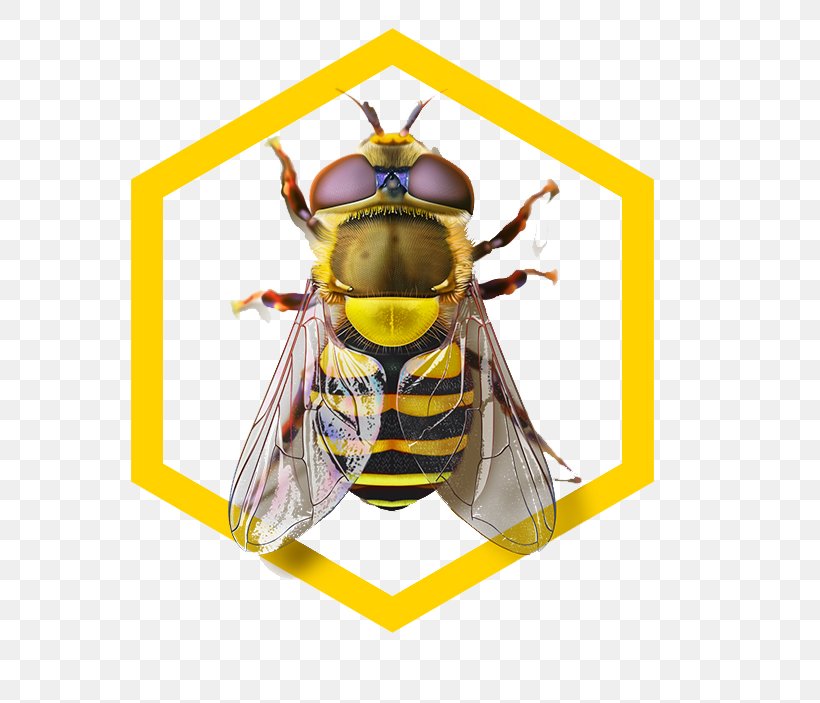Honey Bee Hornet Wasp, PNG, 809x703px, Honey Bee, Arthropod, Bee, Computer Graphics, Hornet Download Free