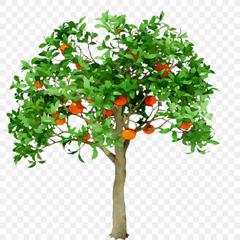 Illustration Royalty-free Image Photography Vector Graphics, PNG, 1167x1167px, Royaltyfree, Animal, Bitter Orange, Branch, Cherry Tomatoes Download Free