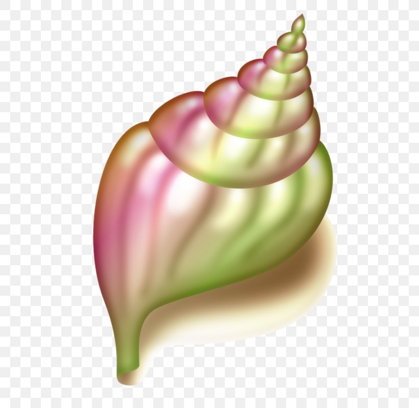 Seashell Conch Clip Art, PNG, 557x800px, Seashell, Art, Conch, Drawing, Flower Download Free