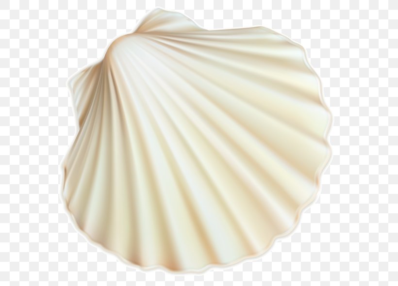 Seashell Clip Art Image White, PNG, 600x590px, Seashell, Clam ...