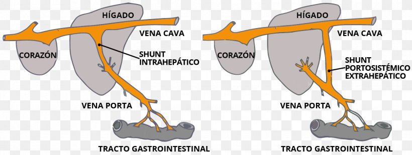 Yorkshire Terrier Transjugular Intrahepatic Portosystemic Shunt Vein Liver, PNG, 1550x585px, Yorkshire Terrier, Anatomy, Animal, Area, Diagram Download Free