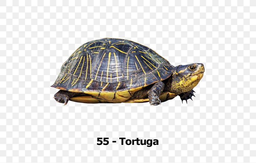 Box Turtles Transparency And Translucency, PNG, 696x521px, Turtle, Box Turtle, Box Turtles, Chelydridae, Dermochelyidae Download Free