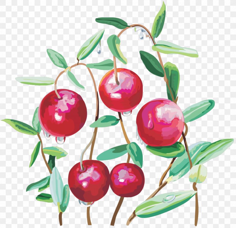 Cranberry Clip Art, PNG, 1057x1024px, Cranberry, Auglis, Berry, Branch, Cherry Download Free