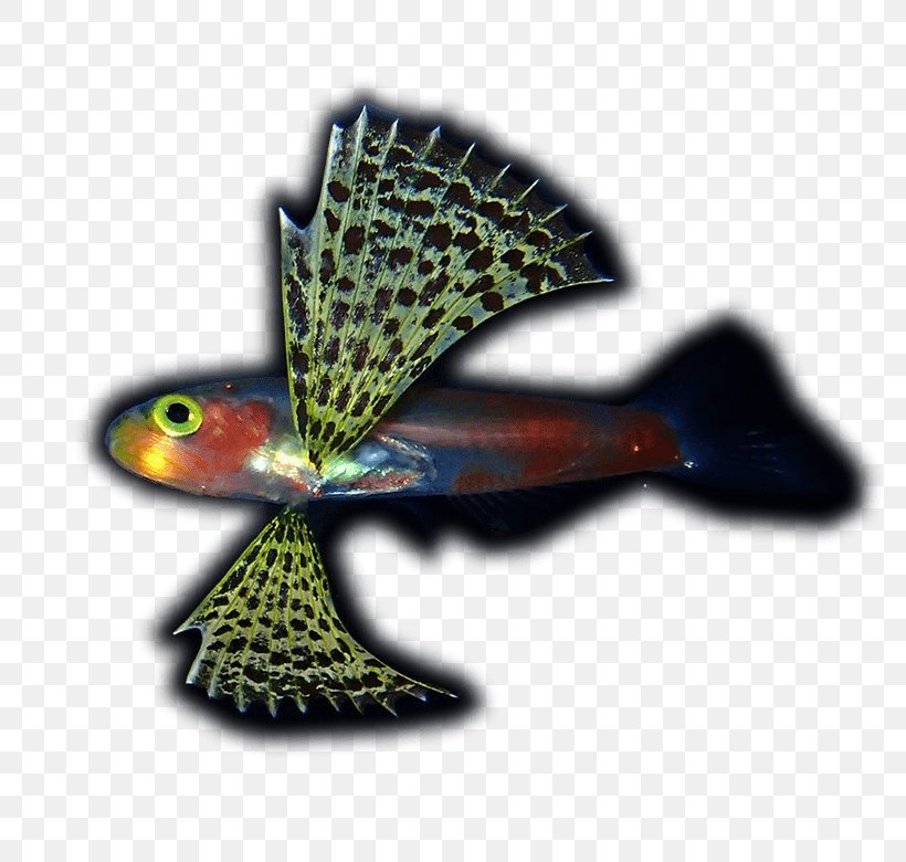 Genus Cinematography Juvenile Fish Scuba Diving, PNG, 780x780px, Genus, Cinematography, Fish, Juvenile Fish, Organism Download Free