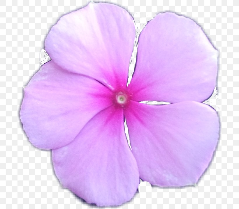 Purple Watercolor Flower, PNG, 700x718px, Flower, Busy Lizzie, Canvas, Floral Design, Flower Bouquet Download Free