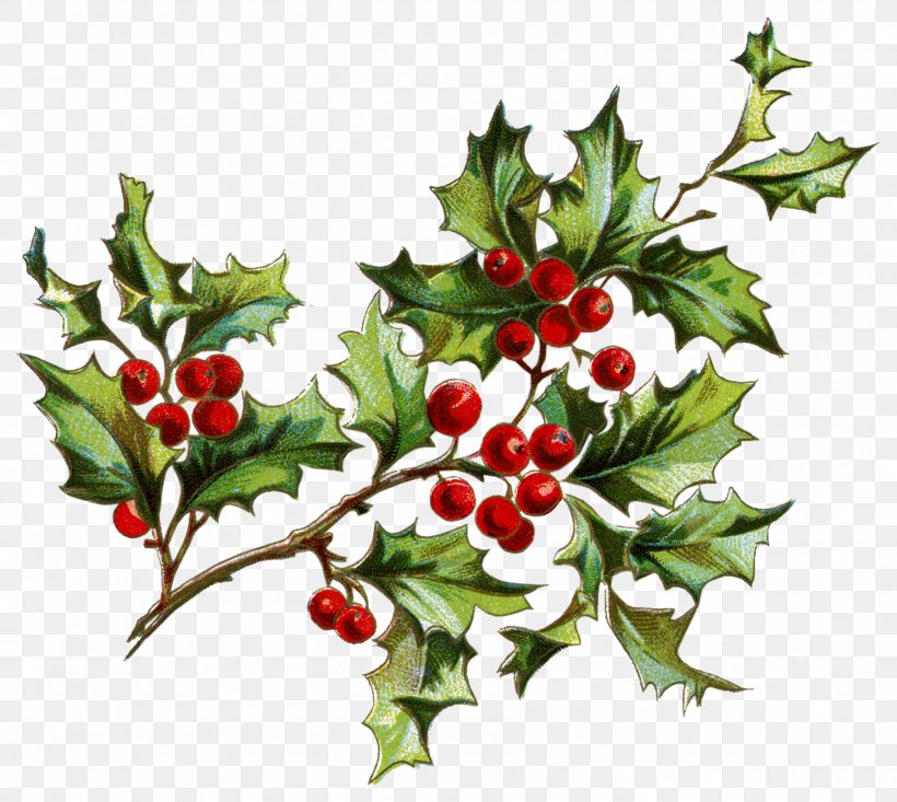 Santa Claus Christmas Clip Art, PNG, 1801x1611px, Santa Claus, Aquifoliaceae, Aquifoliales, Berry, Branch Download Free