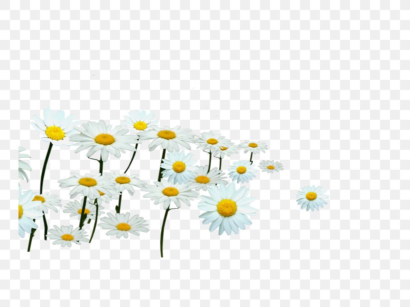 Common Daisy Dendranthema Lavandulifolium White, PNG, 745x615px, Common Daisy, Chamomile, Chrysanthemum, Daisy, Dendranthema Lavandulifolium Download Free