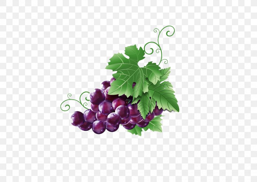 Wine Grapevines Fruit, PNG, 1654x1169px, Wine, Aedmaasikas, Auglis, Drawing, Food Download Free