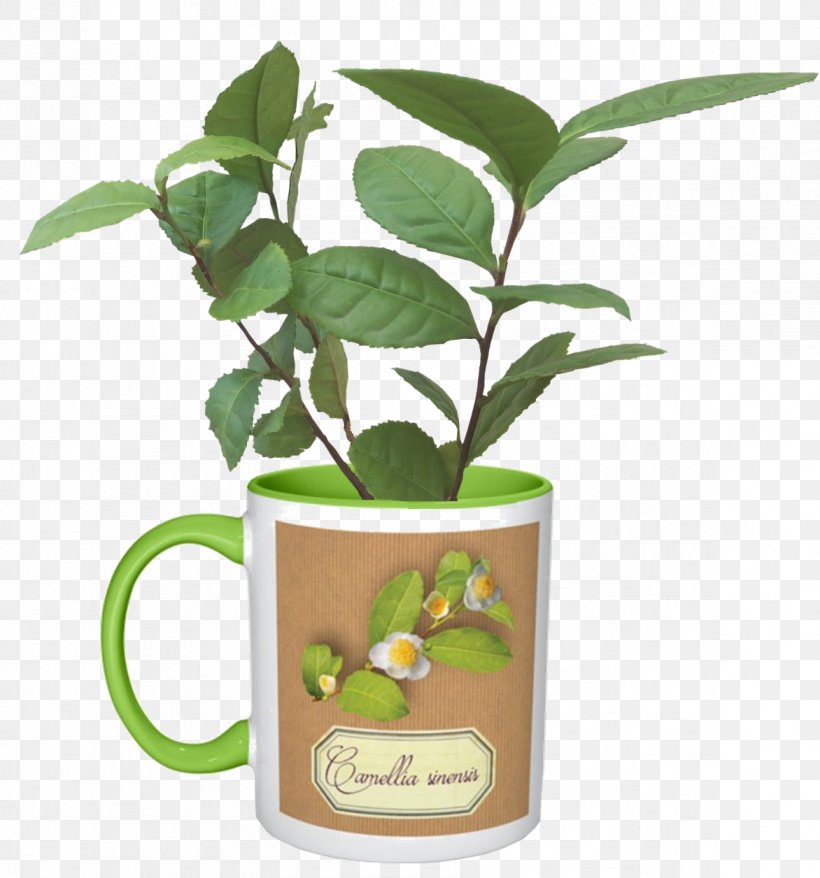 Citrus Herbalism Flowerpot Tree, PNG, 1172x1256px, Citrus, Flowerpot, Fruit, Herb, Herbal Download Free