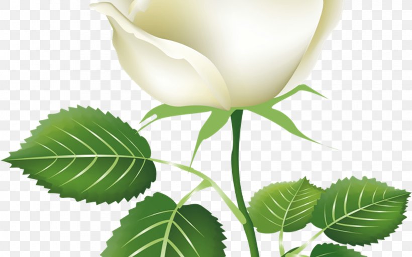 Drawing Of Family, PNG, 1368x855px, Rose, Bud, Drawing, Flower, Leaf Download Free