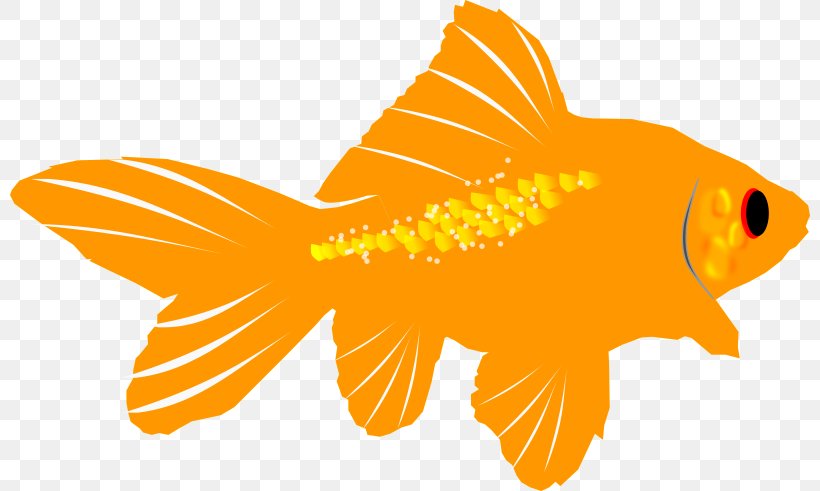 Goldfish Clip Art, PNG, 800x491px, Goldfish, Aquarium, Bony Fish, Document, Drawing Download Free