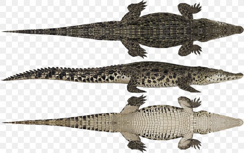Nile Crocodile American Alligator Yacare Caiman Broad-snouted Caiman, PNG, 1107x695px, Nile Crocodile, Alligator, Alligators, American Alligator, American Crocodile Download Free
