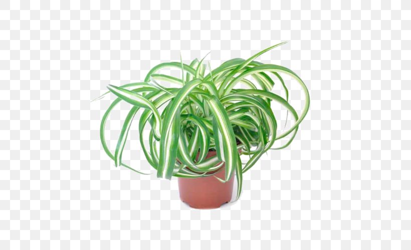 Chlorophytum Comosum Houseplant Ornamental Plant Flower, PNG, 500x500px, Chlorophytum Comosum, Chinese Evergreens, Chlorophytum, Cordyline, Flower Download Free