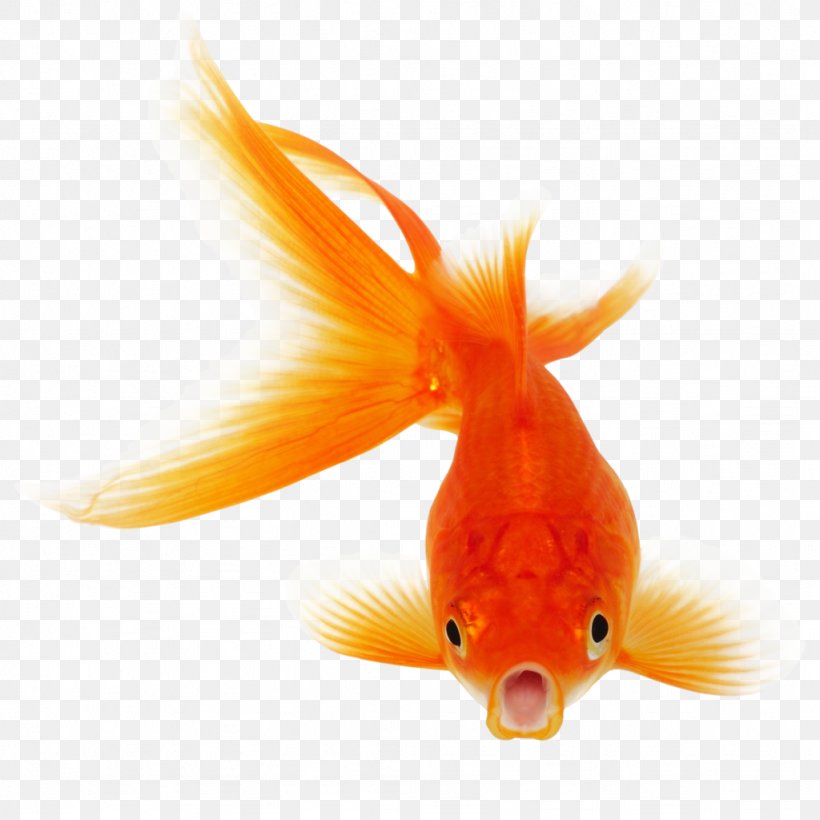 Goldfish Koi Clip Art, PNG, 1024x1024px, Goldfish, Bony Fish, Carp, Carp Fishing, Color Download Free