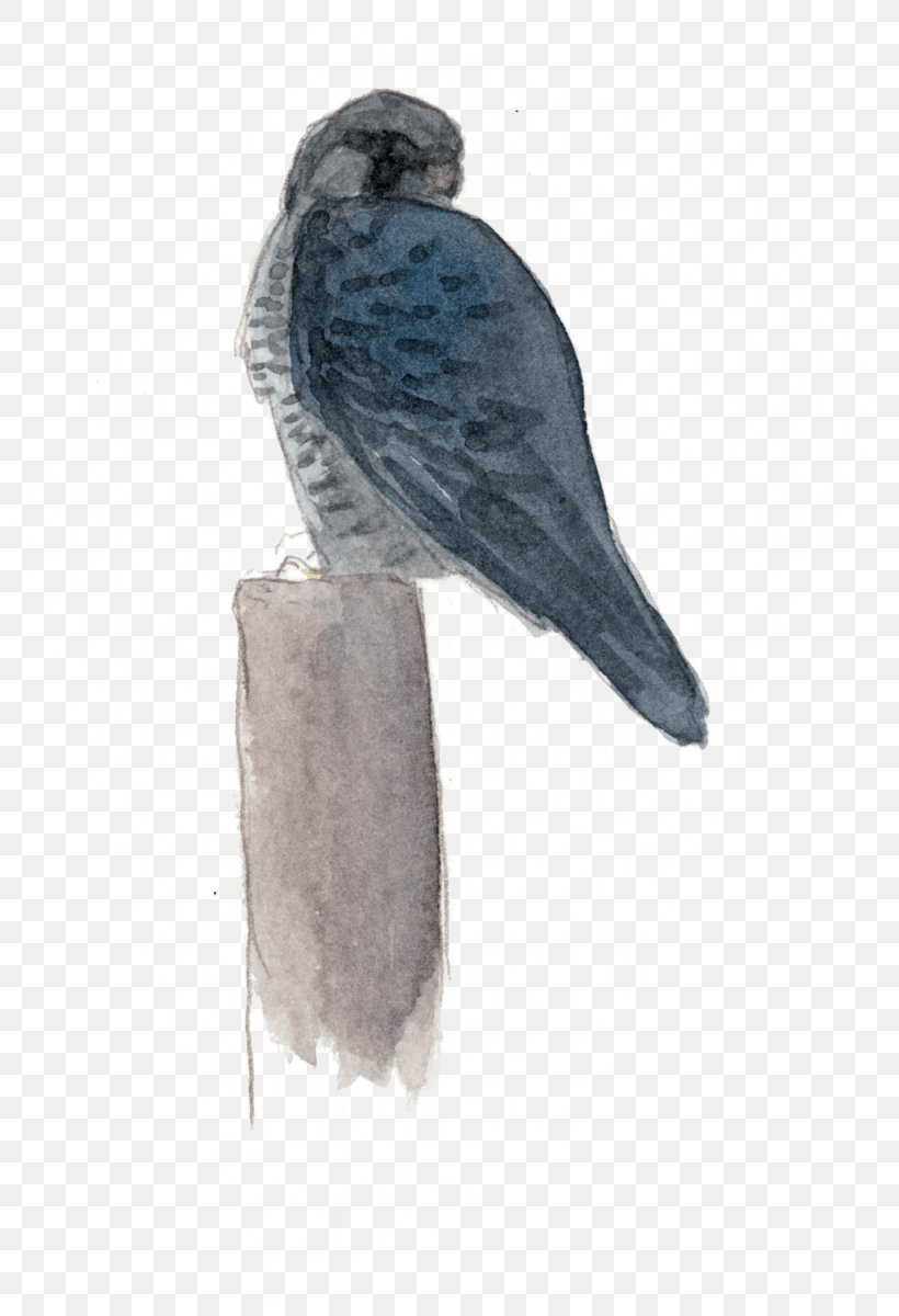 Hawk Parakeet Feather Falcon Beak, PNG, 798x1200px, Hawk, Beak, Bird, Bird Of Prey, Falcon Download Free
