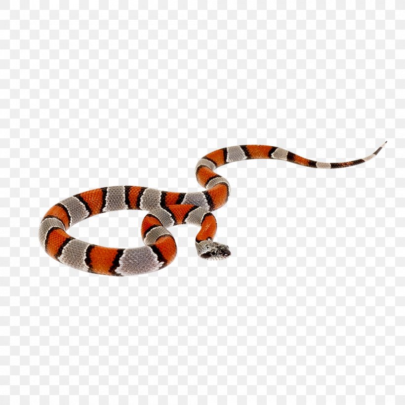 Snake Reptile King Cobra Boinae, PNG, 1000x1000px, Snake, Boas, Body Jewelry, Boinae, Cobra Download Free