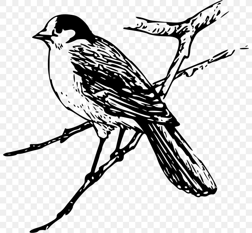 Bird Blue Jay Royalty-free Clip Art, PNG, 800x756px, Bird, Art, Artwork, Beak, Black And White Download Free
