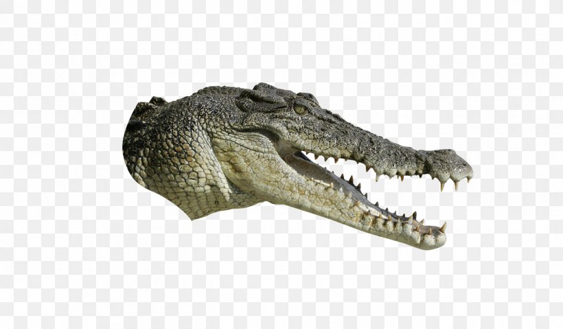 Crocodiles Tyrannosaurus, PNG, 1350x790px, Crocodile, Animal, Crocodiles, Crocodilia, Dinosaur Download Free