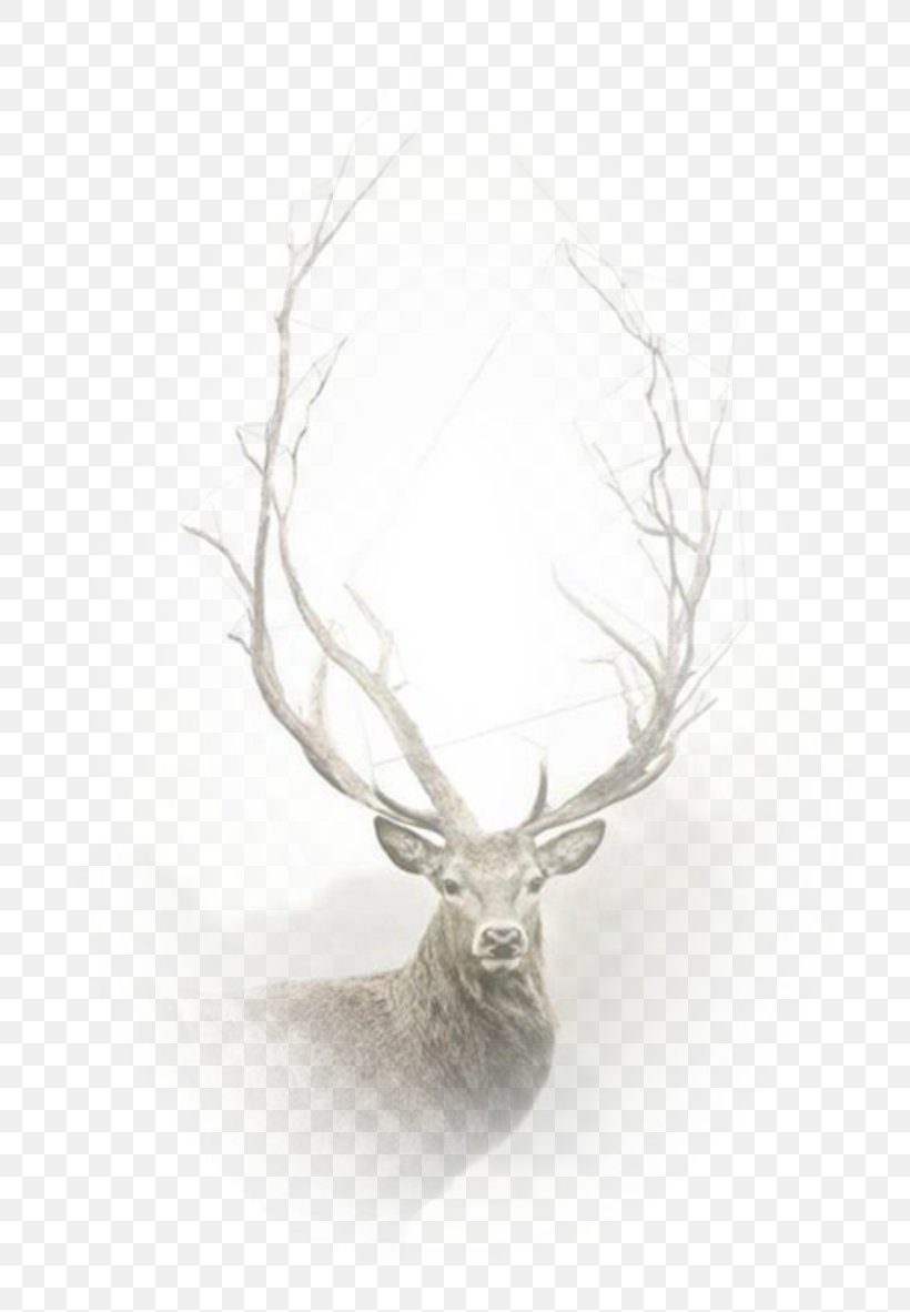 Desktop Wallpaper Red Deer Image Video, PNG, 800x1182px, Deer, Animal, Antler, Art, Drawing Download Free