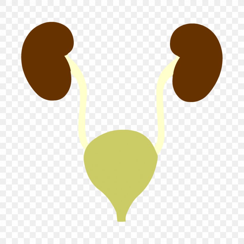 Excretory System BrainPop Reproductive System Human Body Human Anatomy, PNG, 880x880px, Excretory System, Anatomy, Appendix, Blood, Brainpop Download Free