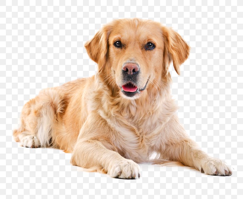 Golden Retriever Labrador Retriever Puppy Purebred Dog Pet Sitting, PNG, 761x674px, Golden Retriever, Animal Rescue Group, Carnivoran, Companion Dog, Dog Download Free