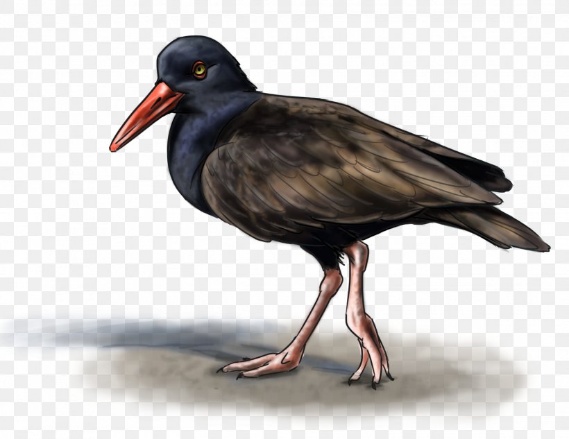 Haematopus Blog Art Wader, PNG, 1528x1180px, Haematopus, Alaska, Art, Art Blog, Beak Download Free