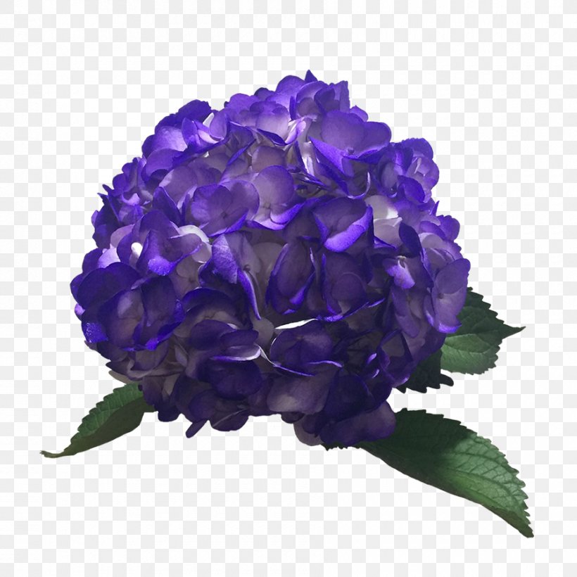 Hydrangea Color Purple Lavender Blue, PNG, 900x900px, Hydrangea, Blue, Color, Cornales, Cut Flowers Download Free