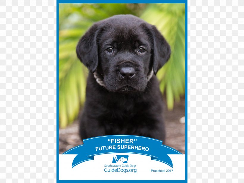 Labrador Retriever Flat-Coated Retriever Puppy Pet, PNG, 3000x2250px, Labrador Retriever, Animal, Breed Group Dog, Canidae, Carnivoran Download Free